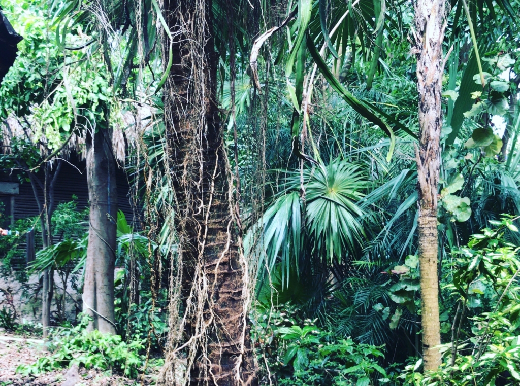 Instituto Tropical « Amanda Piña